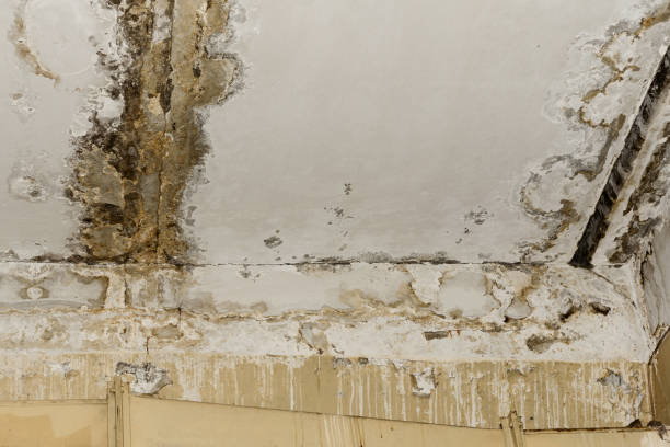 Best Residential Mold Inspection & Testing  in Costa Mesa, CA